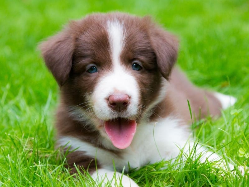 The Border Collie is a naturally very happy breed, but they are in their ultimate doggy heaven when out-and-about exercising. You'll not see a dog more in its element than a delighted Border Collie racing across fields.