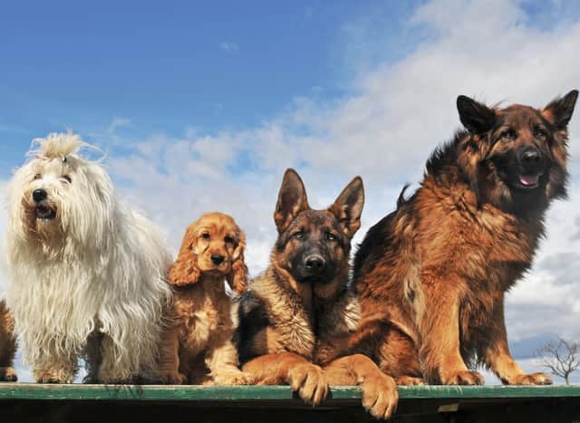 Dogs come in a whole range of shapes and sizes.
