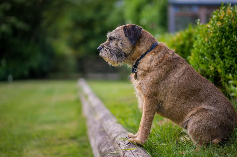 The Border Terrier's size was specially created to make them perfect at their job - they needed to have long enough legs to keep up with the horses and hounds on fox hunts, but had to be small enough to crawl into the animals' burrows.