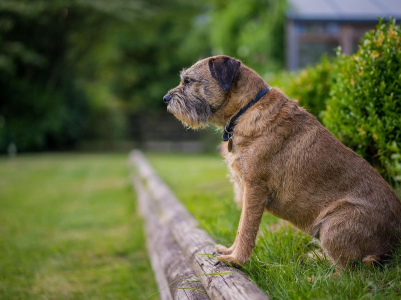 The Border Terrier's size was specially created to make them perfect at their job - they needed to have long enough legs to keep up with the horses and hounds on fox hunts, but had to be small enough to crawl into the animals' burrows.