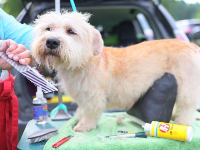 Susan Blum combs the hair of Moxie a Glen of Imaal during the annual Westminster Kennel Club dog show at the Lyndhurst Estate.