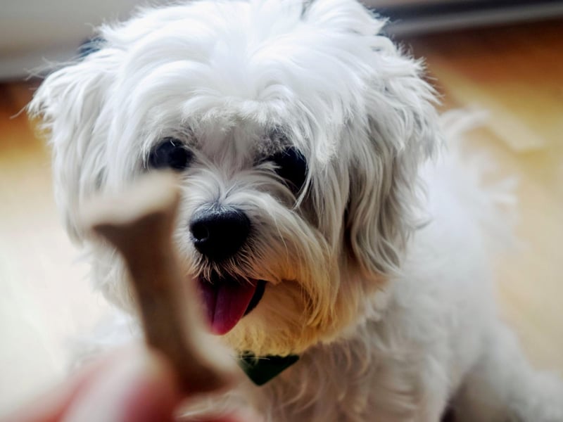 The Shih Tzu originated in Tibet but became very popular in China, where they were prized by the royal family who are thought to have received them as gifts from TIbetan monks. Shih Tzus appear in Chinese tapestries that are over 2,000 years old.