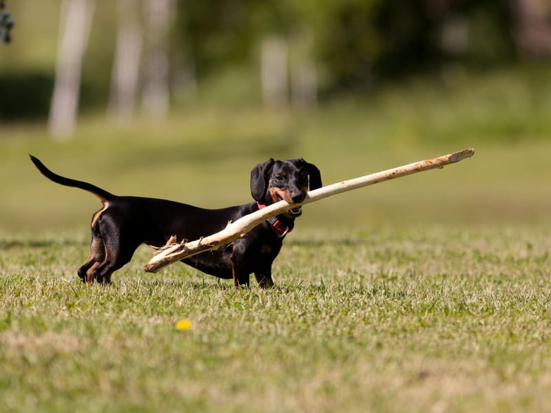 The first written reference to the Dachshund breed appears in German books written in the early 18th century which mention Dachs Kriecher (badger crawler) or Dachs Krieger (badger warrior) dogs.
