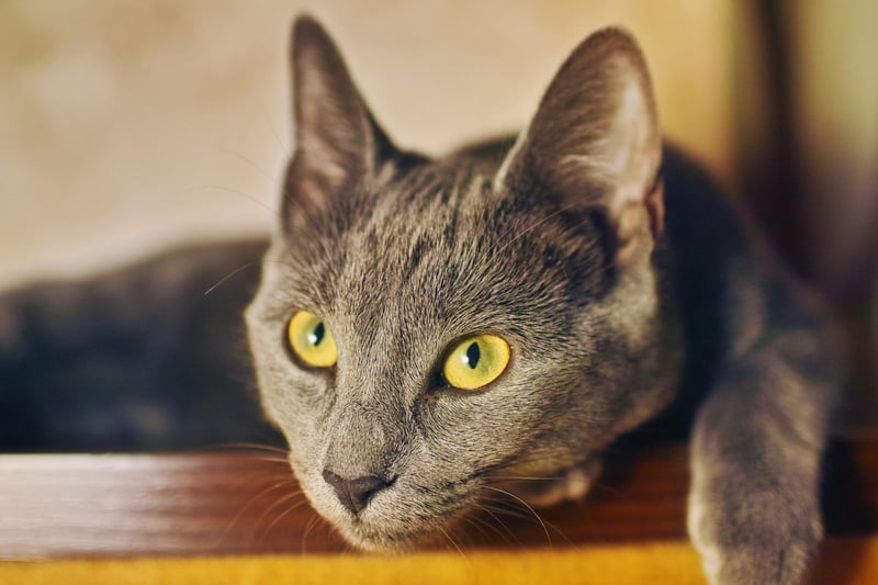 Friendly, but reserved, the Russian Blue breed of cat is as adorable as they come. They are prone to bladder and eye issues, however, this doesn't stop their lifespan average being between 15 to 20 years.