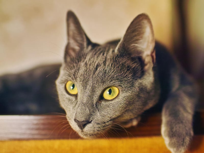 Friendly, but reserved, the Russian Blue breed of cat is as adorable as they come. They are prone to bladder and eye issues, however, this doesn't stop their lifespan average being between 15 to 20 years.