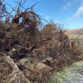 The trees were blown down during storms over the last year and will now be put to good use.