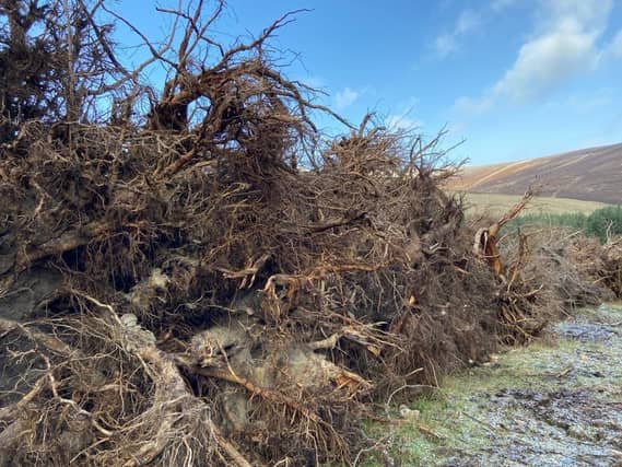 The trees were blown down during storms over the last year and will now be put to good use.