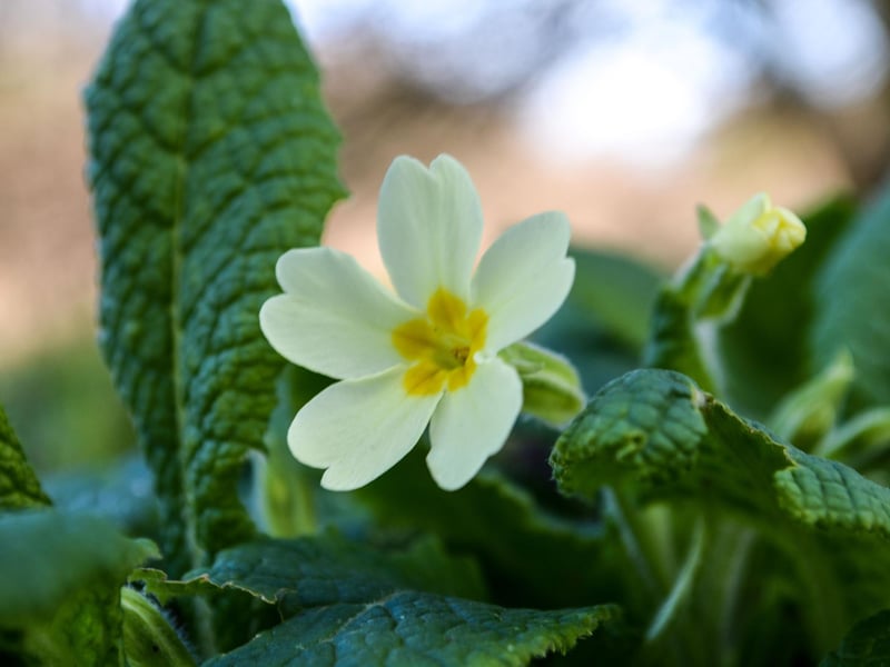 Primroses are one of the earliest plants to flower and can be seen in woodland, hedgerows and grasslands across Scotland asa early as February, blooming until late May Primroses represent eternal love and in Irish folklore are used to protect the home from mischievous fairies.