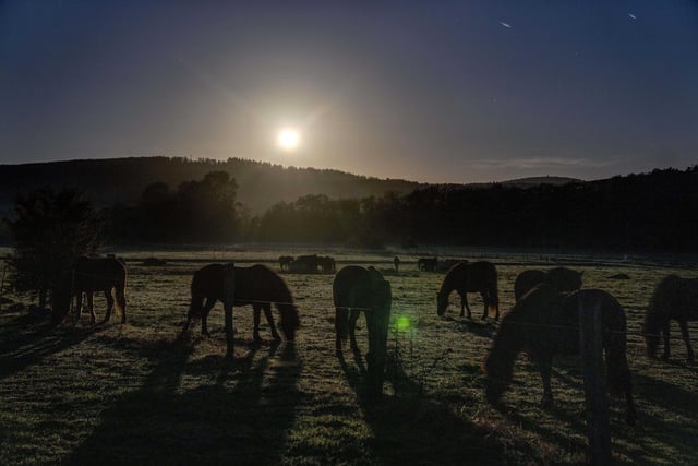 Horses graze on a meadow that is slightly illuminated by the full moon in Wehrheim.