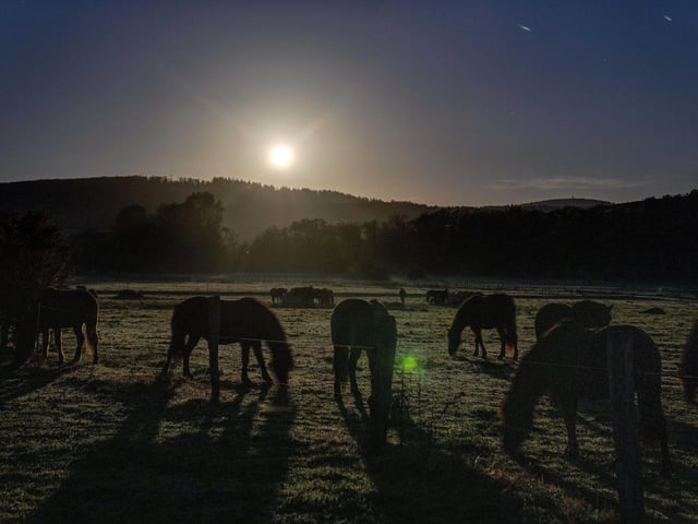 Horses graze on a meadow that is slightly illuminated by the full moon in Wehrheim.