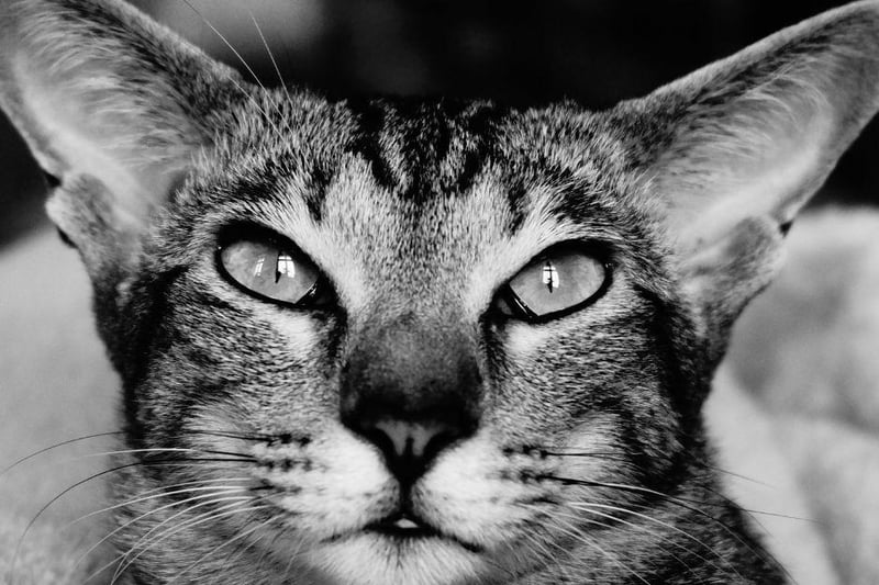 Most Energetic Cat Breeds: Here are 9 breeds of speedy cat that are ...