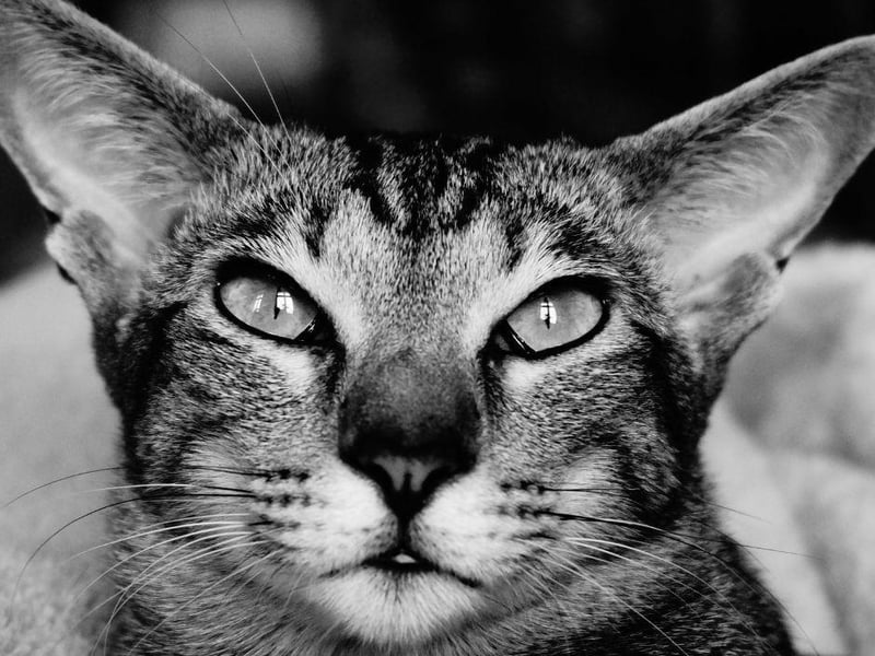 One of the more clingy cat breeds, the Oriental will bond very quickly with the owner but is also very athletic and speedy.