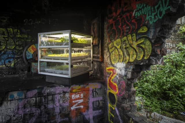The Dandelion project will run between April and September. Picture: Alan McAteer
