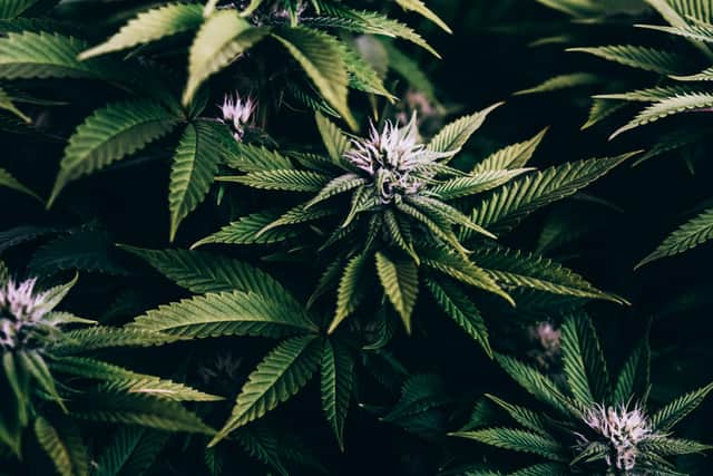 Medically-prescribed Cannabis can help people through palliative care as well as create pain relief for other conditions such as arthritis and epilepsy.