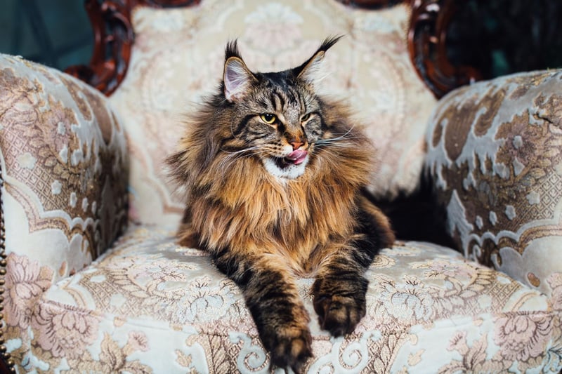A real gentle giant, most Maine Coons will be delighted to curl up in your lap for the evening. They are also very family-friendly - getting on very well with children, other cats and even dogs.