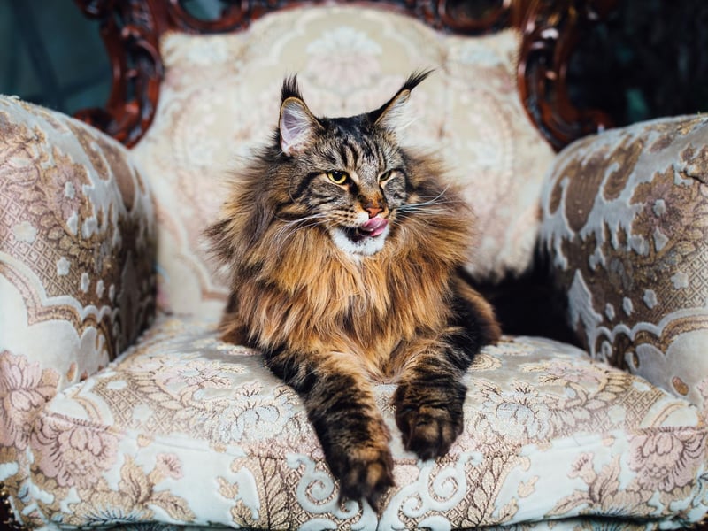 A real gentle giant, most Maine Coons will be delighted to curl up in your lap for the evening. They are also very family-friendly - getting on very well with children, other cats and even dogs.