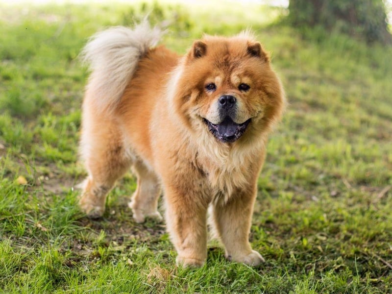 The Chow Chow may look incredibly snuggly but they are known to be almost cat-like in their behaviour - fiercely independent and largely eschewing cuddling, petting or patting.