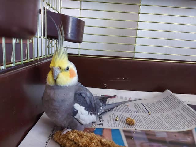 Heihei, the cockatiel found aboard a fisherman's boat at sea picture: SSPCA