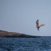 The sea eagle was reintroduced to Scotland in 1975 and has since made a promising comeback (pic: Gemma Wearing)