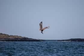 The sea eagle was reintroduced to Scotland in 1975 and has since made a promising comeback (pic: Gemma Wearing)