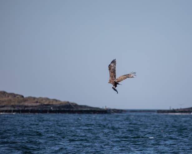 The sea eagle was reintroduced to Scotland in 1975 and has since made a promising comeback (pic: Gemma Wearing)