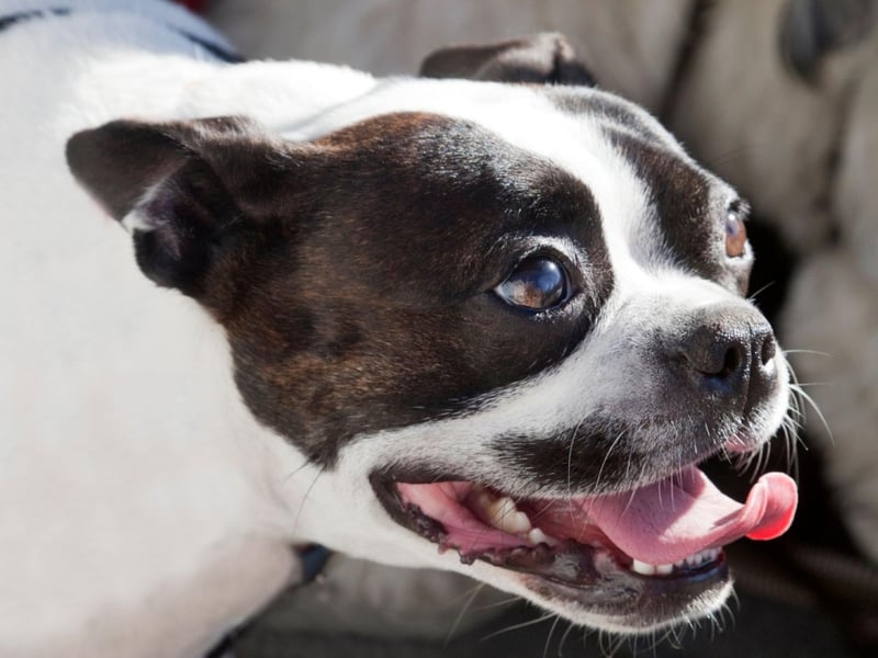 Yet another brachycephalic breed, if a Boston Terrier's coat is mainly black they cope even less well with warmth - as their fur absorbs the heat from the sun's rays.