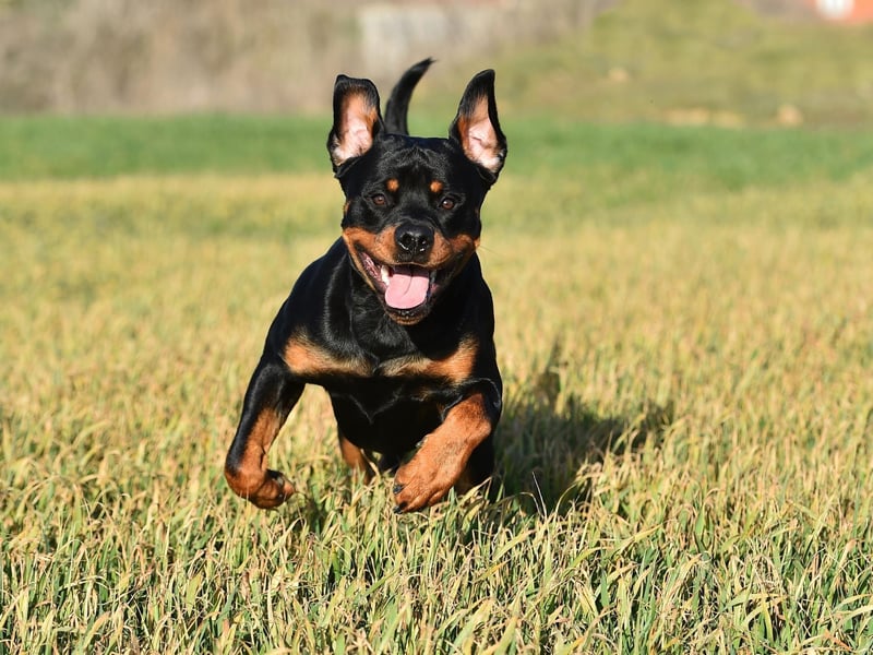 The Rottweiler has a largely unfair reputation for aggression, but plenty of Americans realise it can make for a gentle and loving pet - they take eighth spot in the American Kennel Club popularity rankings.