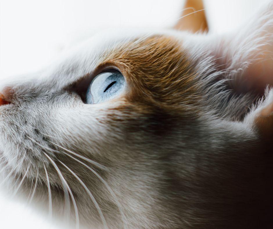Trainable deals cat breeds