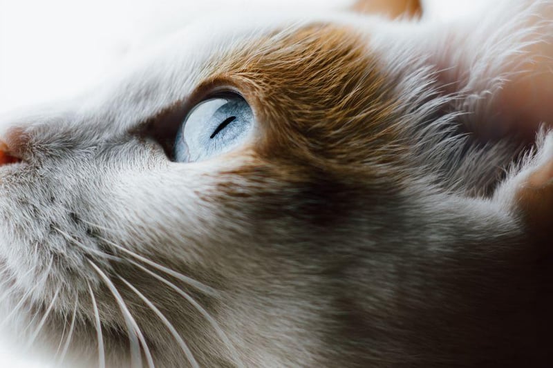 The Japanese Bobtail is super energetic, smart and a complete attention seeker. Their love for playtime and interaction make them the perfect breed for training.