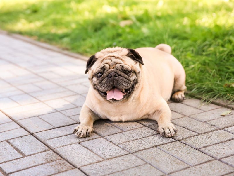 The Pug is another small dog that can pile on the pounds at an alarming rate. Making sure they get plenty of exercise is the key way to prevent them from becoming overweight.