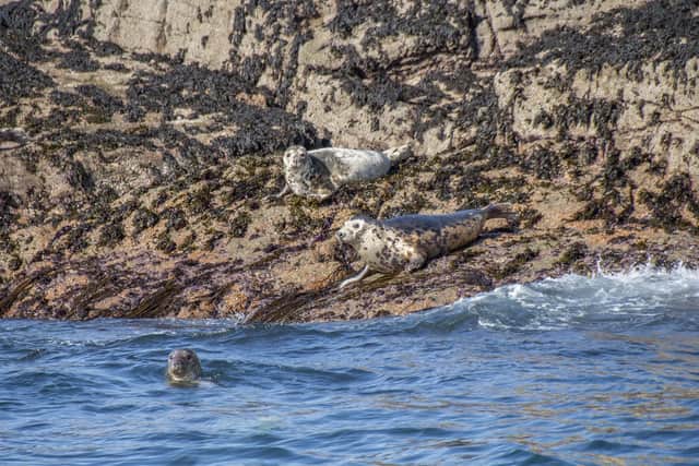 Trawling, dredging, fish farms, offshore turbines and mining should be banned in new Highly Protected Marine Areas (HPMAs) to give the most sensitive areas of Scotland's seas the best chance of recovery, the briefing states. Picture: Calum Langdale