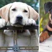 Labradors and Rottweilers can both make great pets, but have very different demands.