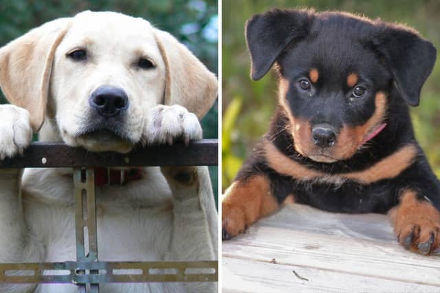 Labradors and Rottweilers can both make great pets, but have very different demands.