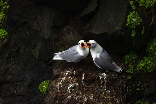 A pair of black-legged kittiwakes at the Látrabjarg bird cliffs. Pic: PA Photo/Renato Granieri.