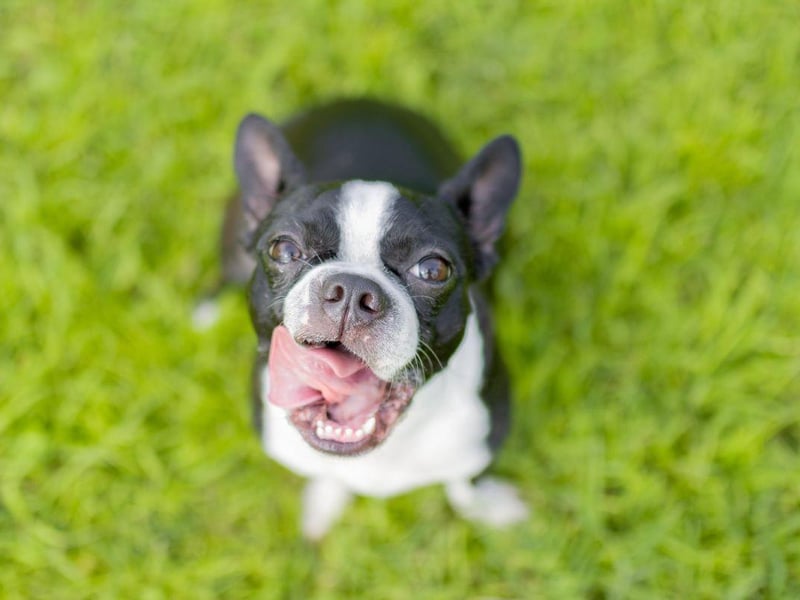 The affectionate Boston Terrier makes a great city housemate, being a small breed that is easy to train and highly adaptable. A couple of walks to the park each day will keep them healthy and happy.