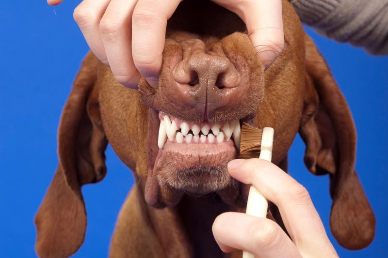 Make sure you use a toothpaste specifically for dogs, never use human toothpaste which is toxic to dogs.