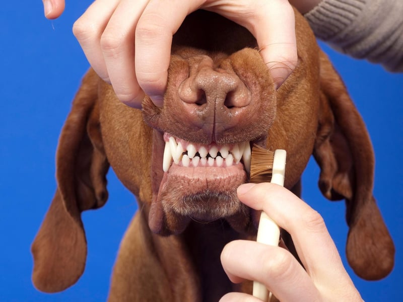 Make sure you use a toothpaste specifically for dogs, never use human toothpaste which is toxic to dogs.