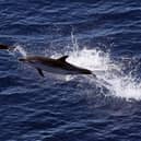 The sight of dolphins jumping from the sea reminded Ewan Aitken of the beauty and fragility of our planet (Picture: Valery Hache/AFP via Getty Images)