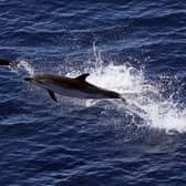 The sight of dolphins jumping from the sea reminded Ewan Aitken of the beauty and fragility of our planet (Picture: Valery Hache/AFP via Getty Images)