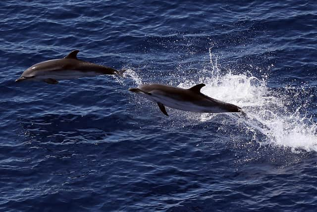 The sight of dolphins jumping from the sea reminded Ewan Aitken of the beauty and fragility of our planet (Picture: Valery Hache/AFP via Getty Images)