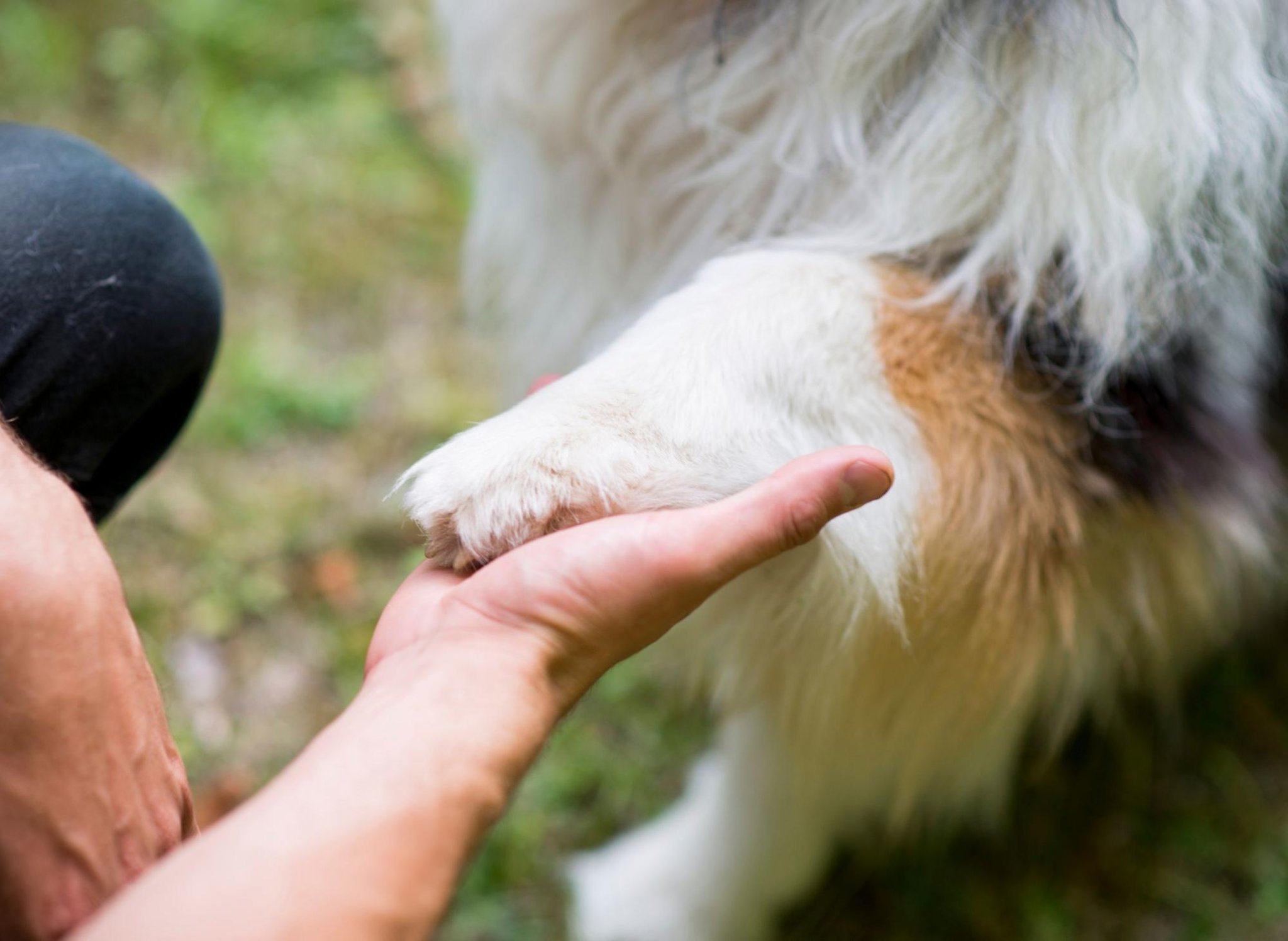 These are the 10 breeds of empathic adorable dog that can help people struggling with anxiety and their mental health These are the 10 breeds of empathic adorable dog that can help people struggling with anxiety and their mental health
