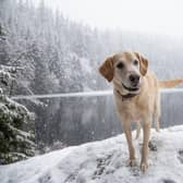 If you're heading out for a walk in the snow with your dog, there are a few things you should bear in mind.