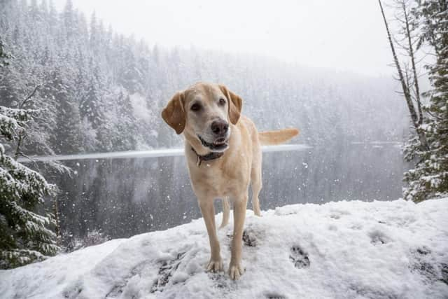 If you're heading out for a walk in the snow with your dog, there are a few things you should bear in mind.