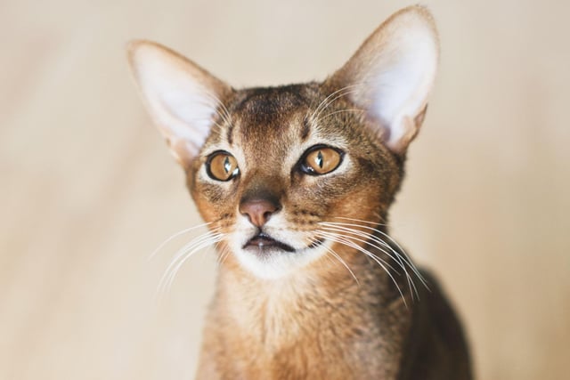 Slim, energetic and very intelligent, the Abyssinian cat breed is one of the cleverest breeds around. They enjoy being up high in order to survey their surroundings.