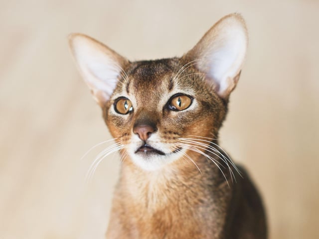 Slim, energetic and very intelligent, the Abyssinian cat breed is one of the cleverest breeds around. They enjoy being up high in order to survey their surroundings.