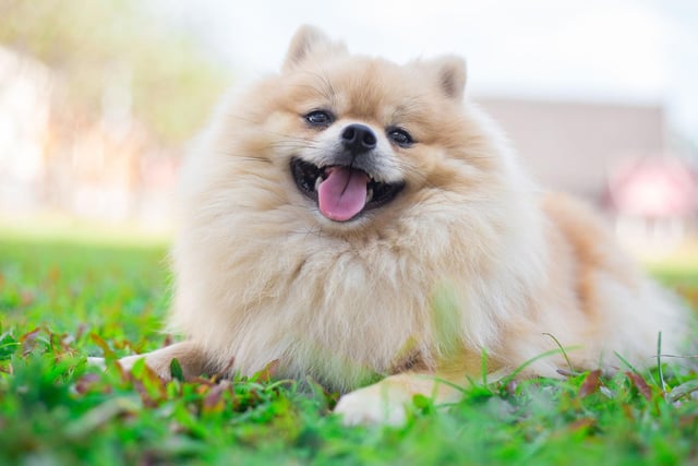 Named after the Pomerania region where it was first bred - encompassing parts of modern day Poland and Germany - the Pomeranian had 2,632 registrations last year, making it the third most popular toy dog.