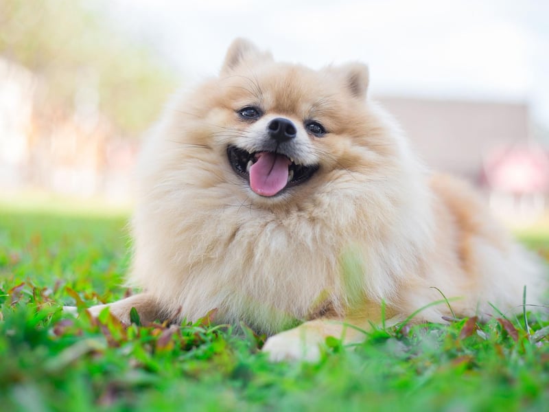 Named after the Pomerania region where it was first bred - encompassing parts of modern day Poland and Germany - the Pomeranian had 2,632 registrations last year, making it the third most popular toy dog.