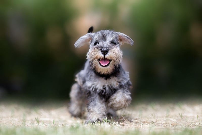 Terriers in general tend to be quite vocal, and the adorable Miniature Schnauzer is no exception. It's possible to train them to be quiet but they naturally bark at the slightest noise.