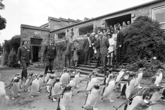 Queen Elizabeth II and Prince Philip Duke of Edinburgh watch the penguin parade at Edinburgh Zoo in June 1988
