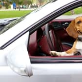 A few simple tips can make road-tripping with your dog go smoothly.